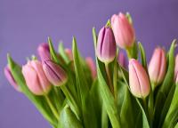 Vente de tulipes à Hausgauen