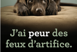 14 juillet, protgez vos animaux  (lors des feux d artifices et de l'exercice militaire)