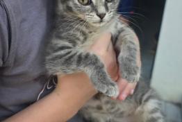 Chaton trouv rue du Vignoble