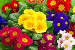 Commande primev�res jusqu'au 16 f�vrier