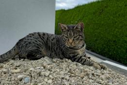 AVIS DE RECHERCHE / Chat disparu
