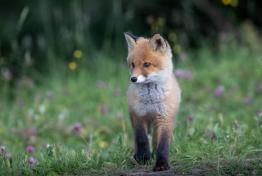 Exposition photo -Nature, Faune et Flore � Hausgauen