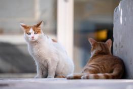 Capture de chats harets