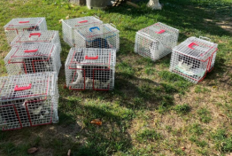 Campagne de capture des chats harets : un bilan positif
