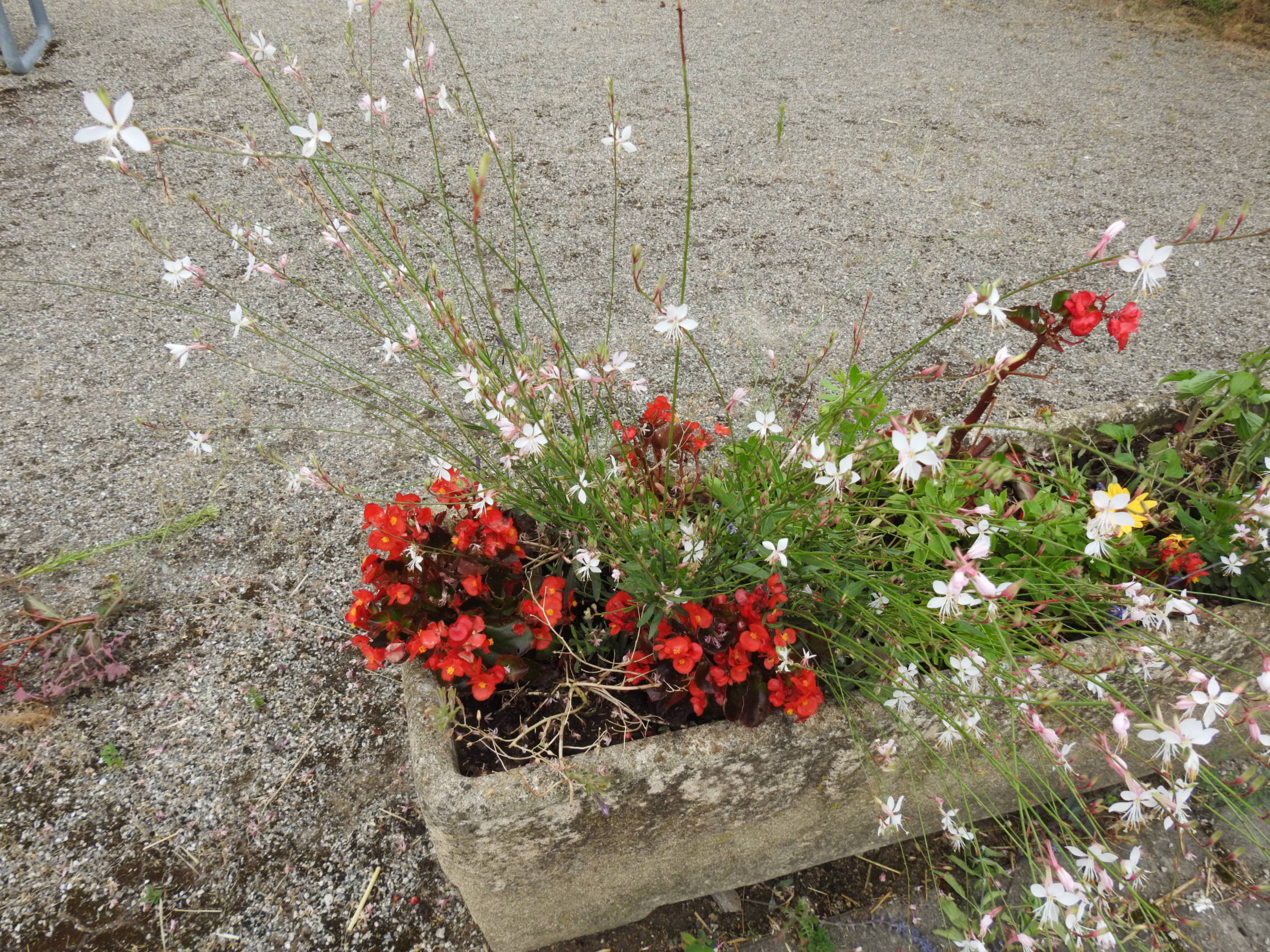 DSCN5219